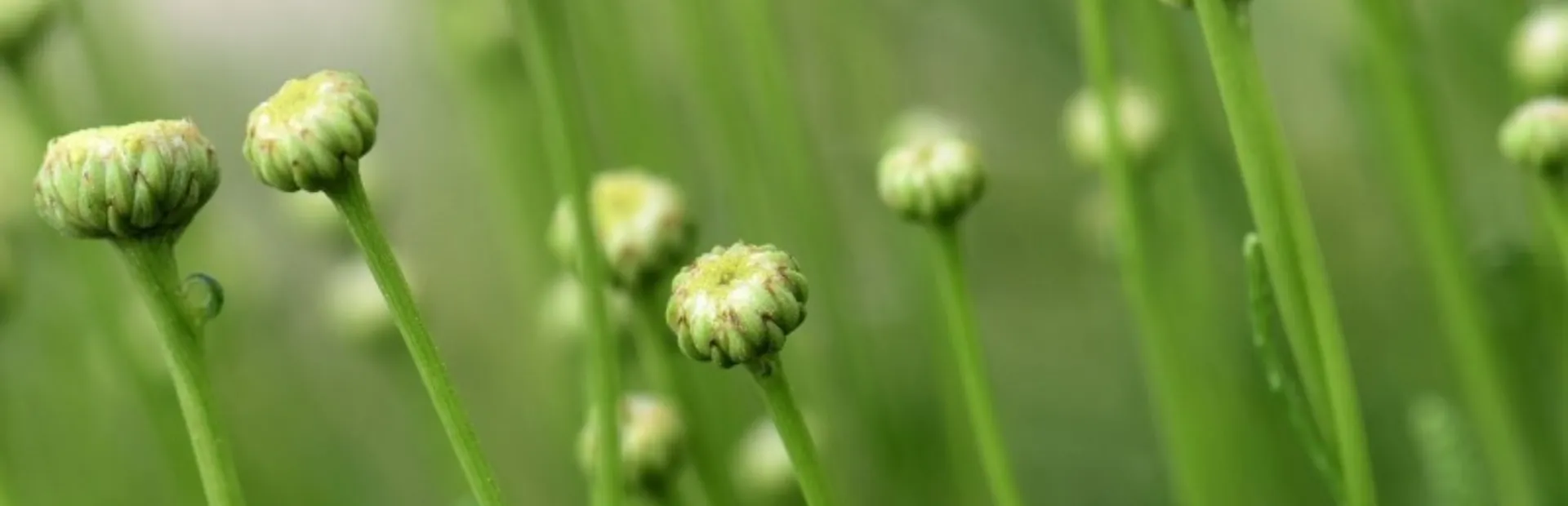 De ommuurde tuin renkum