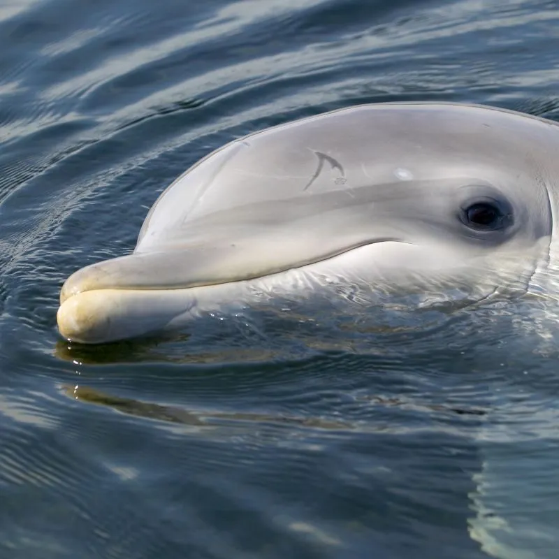 Dolfinarium
