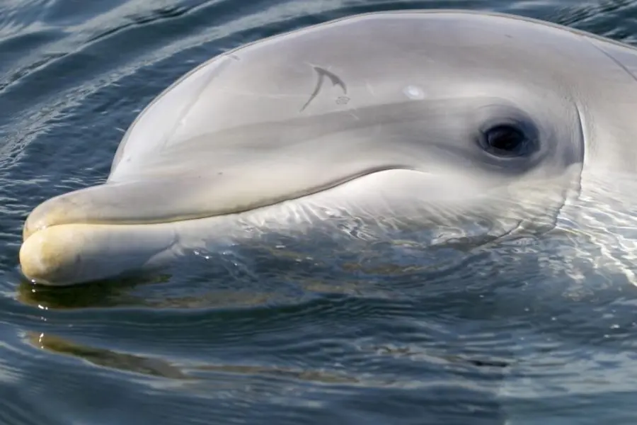 Dolfinarium